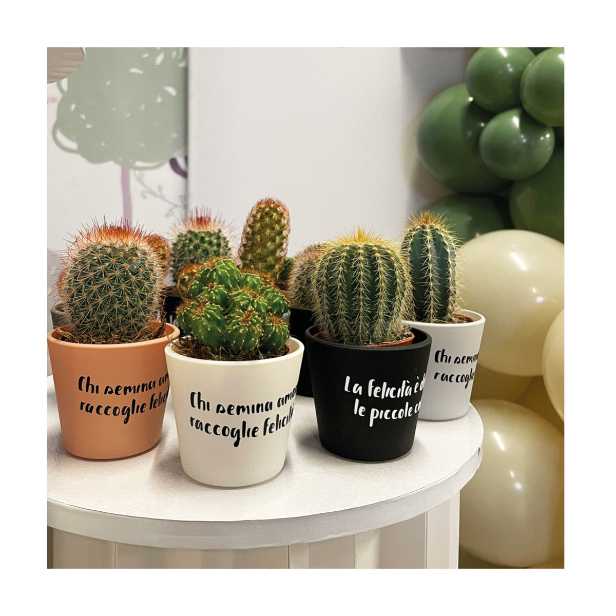 Piantine grasse personalizzate