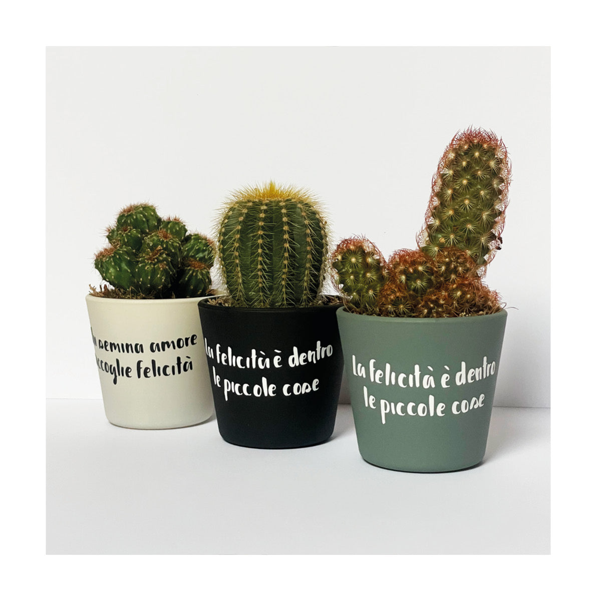 Piantine grasse personalizzate