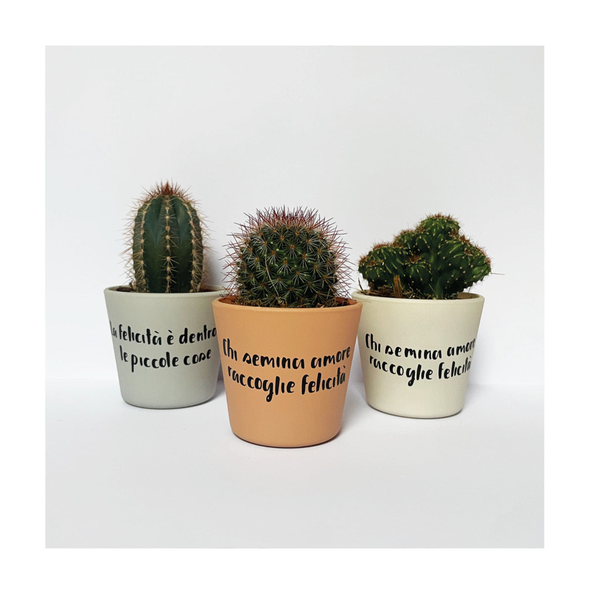 Piantine grasse personalizzate