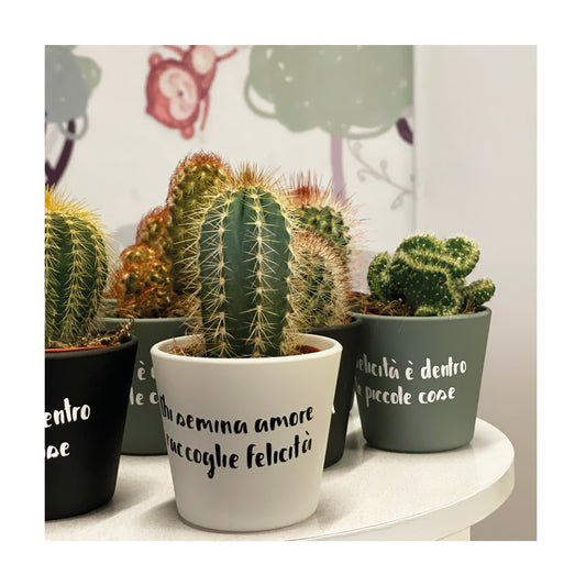 Piantine grasse personalizzate