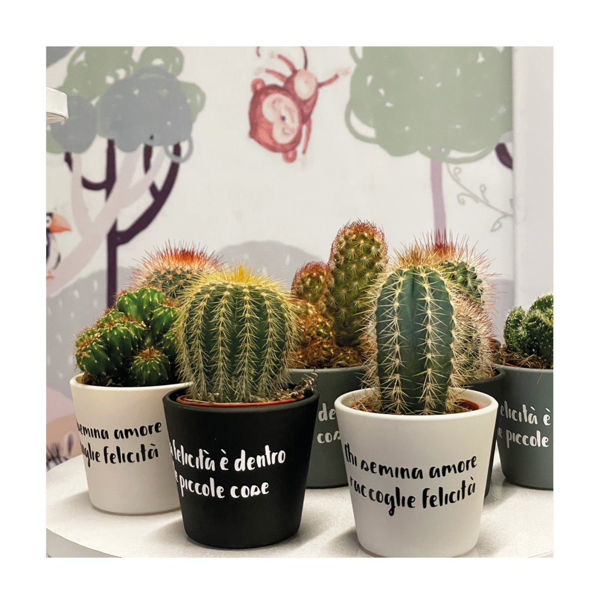 Piantine grasse personalizzate