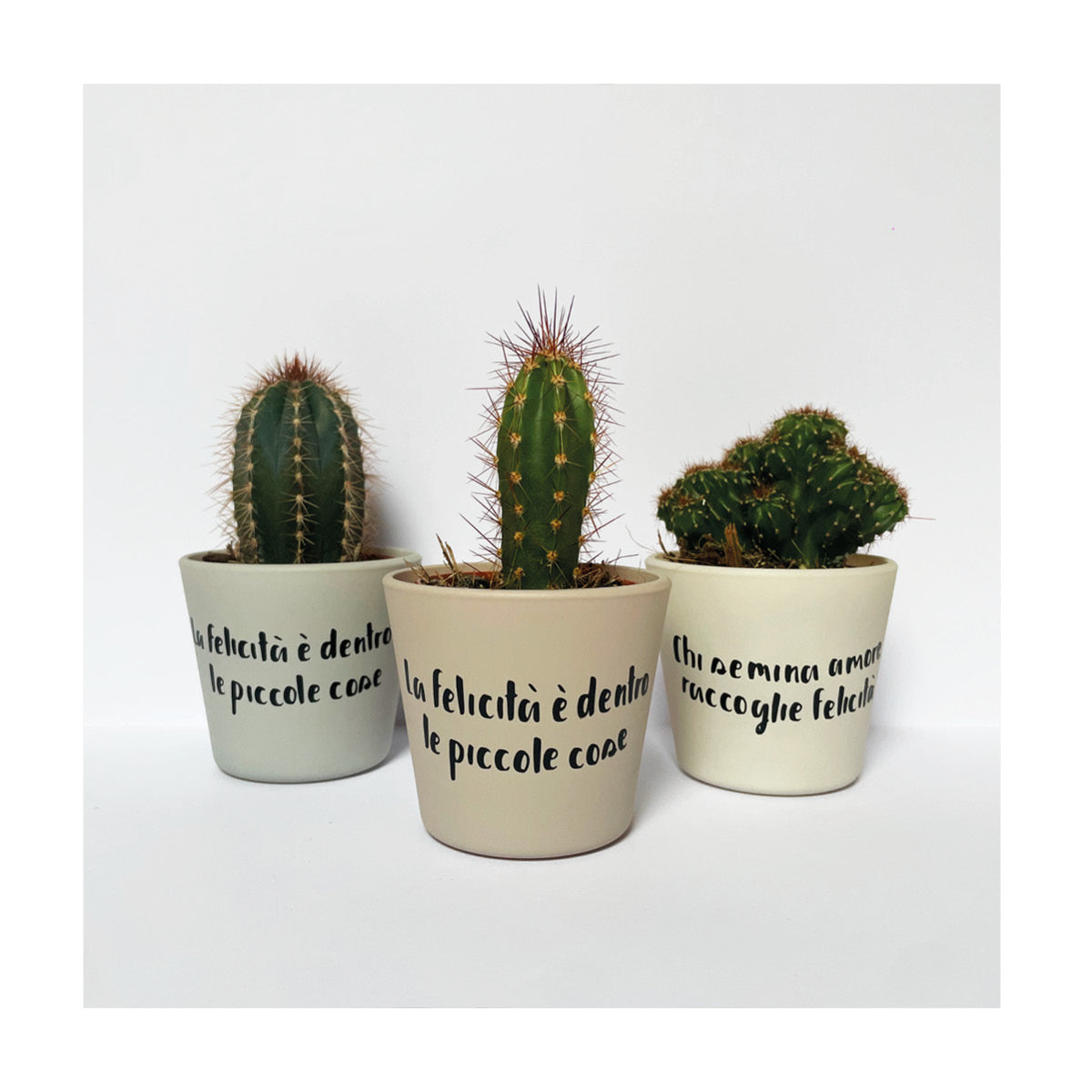 Piantine grasse personalizzate